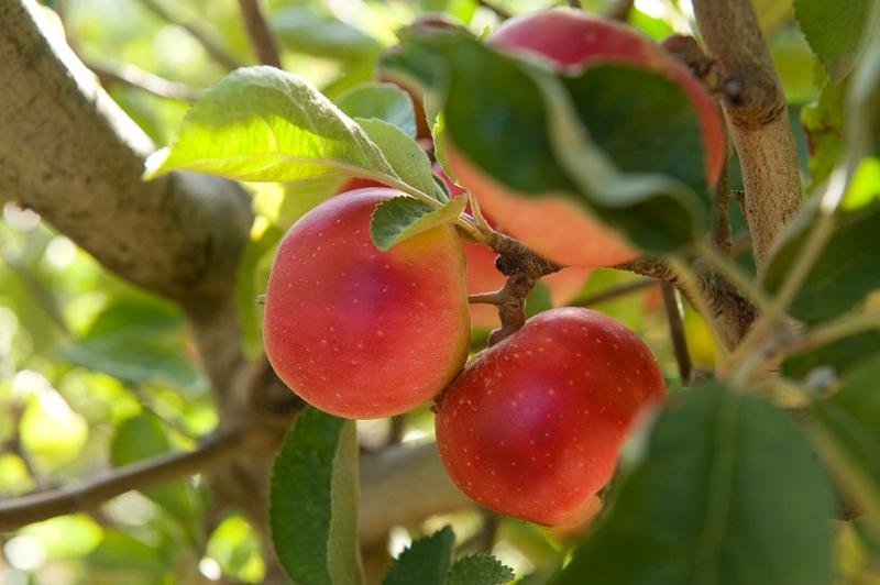 apples