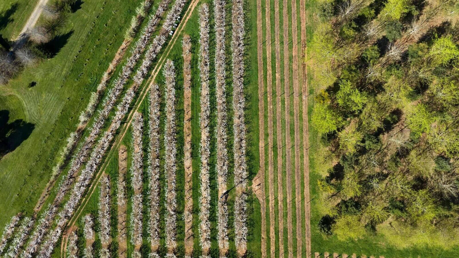 hp-borrodell-vineyard-spring-orange-nsw-248-1